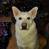 Entry image for D.O.G