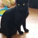 Entry image for Pepper