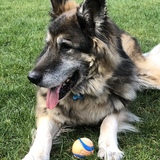 Entry image for Linus