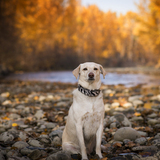 Entry image for Sadie Mae 