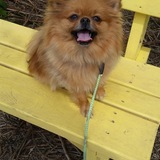 Entry image for Scarlett