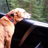 Entry image for Mojo