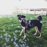 Entry image for Stella