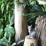 Entry image for Bartholomew (Bart)