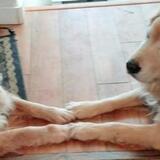 Entry image for MoJo and Farley