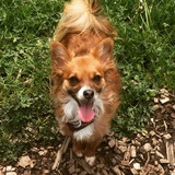 Entry image for Sadie