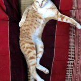 Entry image for Frank