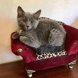 Entry image for Grace