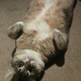 Entry image for Lila