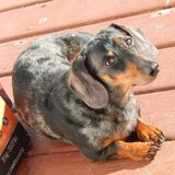 Entry image for Oscar Mayer Wiener