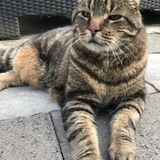 Entry image for Rosy