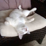 Entry image for Phred