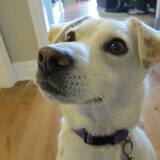 Entry image for Olive