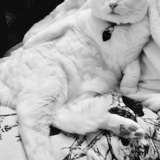 Entry image for Sushi