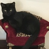 Entry image for Jade