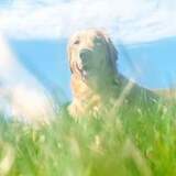 Entry image for Benny