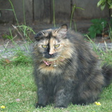 Entry image for Samantha (Sammi)