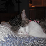 Entry image for Ruby