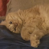 Entry image for Thor