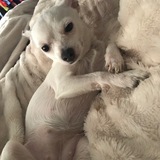 Entry image for Lola