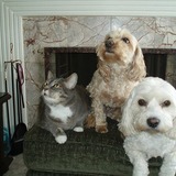 Entry image for Molly  Booker T   Tootsie