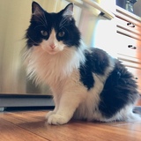 Entry image for Cowpanda