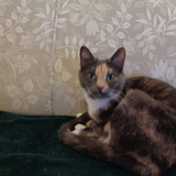 Entry image for Ruby