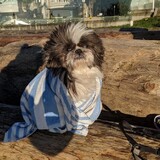 Entry image for Joey