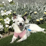 Entry image for Lucy