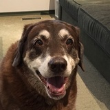 Entry image for Lucy Darling