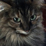 Entry image for Nella