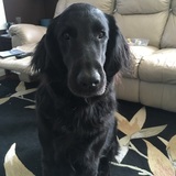 Entry image for Vader 