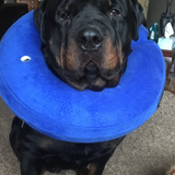 Entry image for Bert