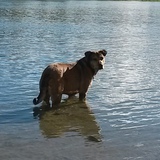 Entry image for Nika