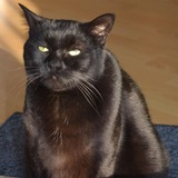 Entry image for Sumi