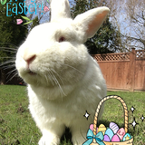 Entry image for Bubba