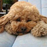 Entry image for Henry