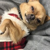 Entry image for Sweet Pea