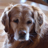 Entry image for Demerara