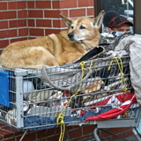 Entry image for Unknown