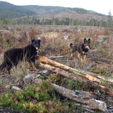 Entry image for GRIZ&BEAR