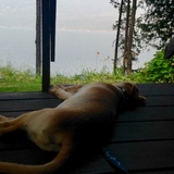 Entry image for Wilson