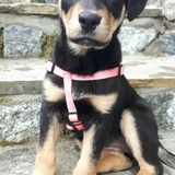 Entry image for BRANDY