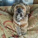 Entry image for Dolly 