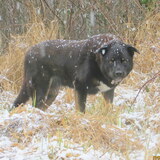 Entry image for GRIZ