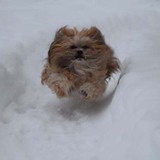 Entry image for Spike