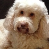 Entry image for SYDNEY