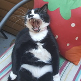 Entry image for Sasha