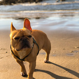 Entry image for Kobe