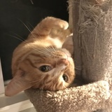 Entry image for Elway